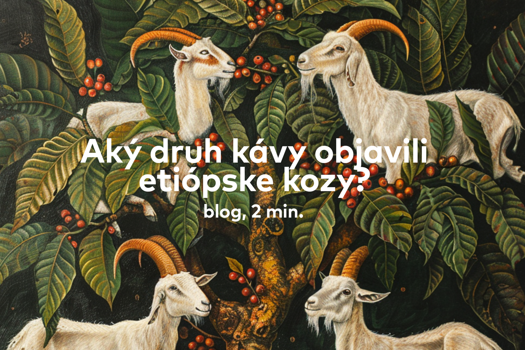 Aký druh kávy objavili etiópske kozy?